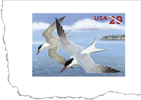 2011 Common Terns Stamped Card