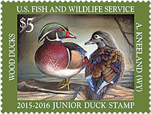U. S. Department of the Interior, Junior Duck Stamp