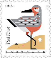 Red Knot Bird Stamp - Coastal Birds Postcard rate stamp, USPS 2015