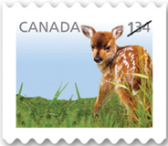 Canadian Baby Fawn Stamp, 2013