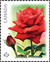 Canada - Rose Stamp 2014