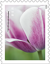 Tulip Blossoms Forever Stamps, 2023