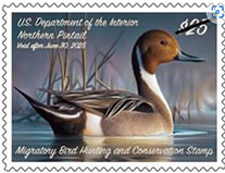 $25 Wildlife Service Hunting Permit Duck Stamp, 2024